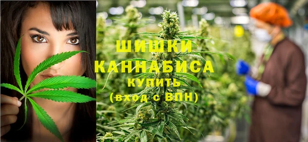 прущие грибы Новозыбков